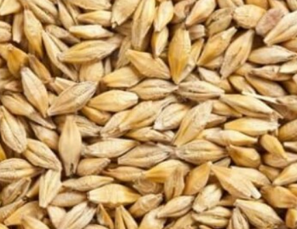 Ячмінь 3 клас, ДСТУ 3769, 1 кг